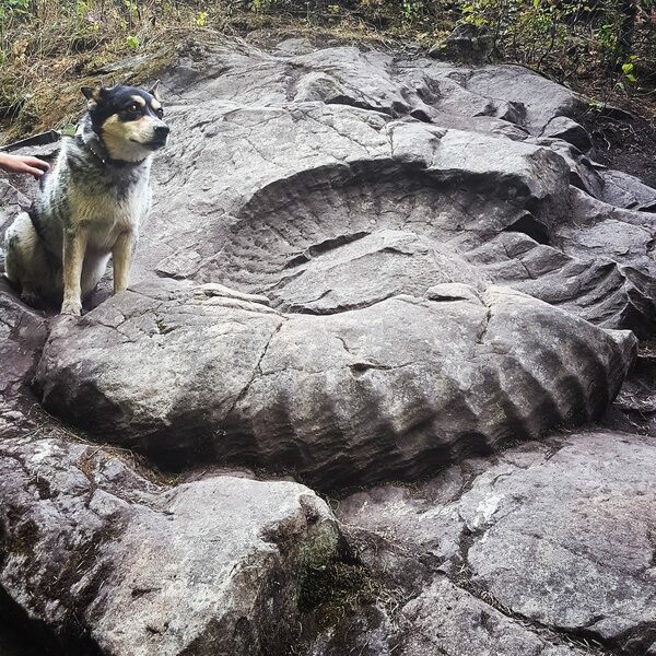 The "Fossil Truck Tire" a 1.4m wide ammonite (Titanites occidentalis) near Fernie BC.  Photo from Red Tree Lodge
